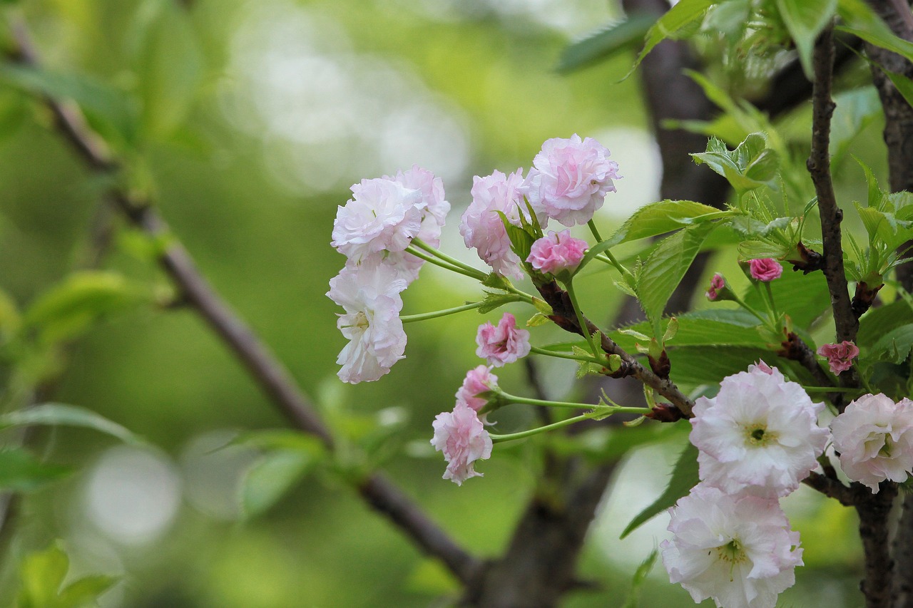 煙臺(tái)柏林春天最新動(dòng)態(tài)，城市蓬勃發(fā)展的新篇章
