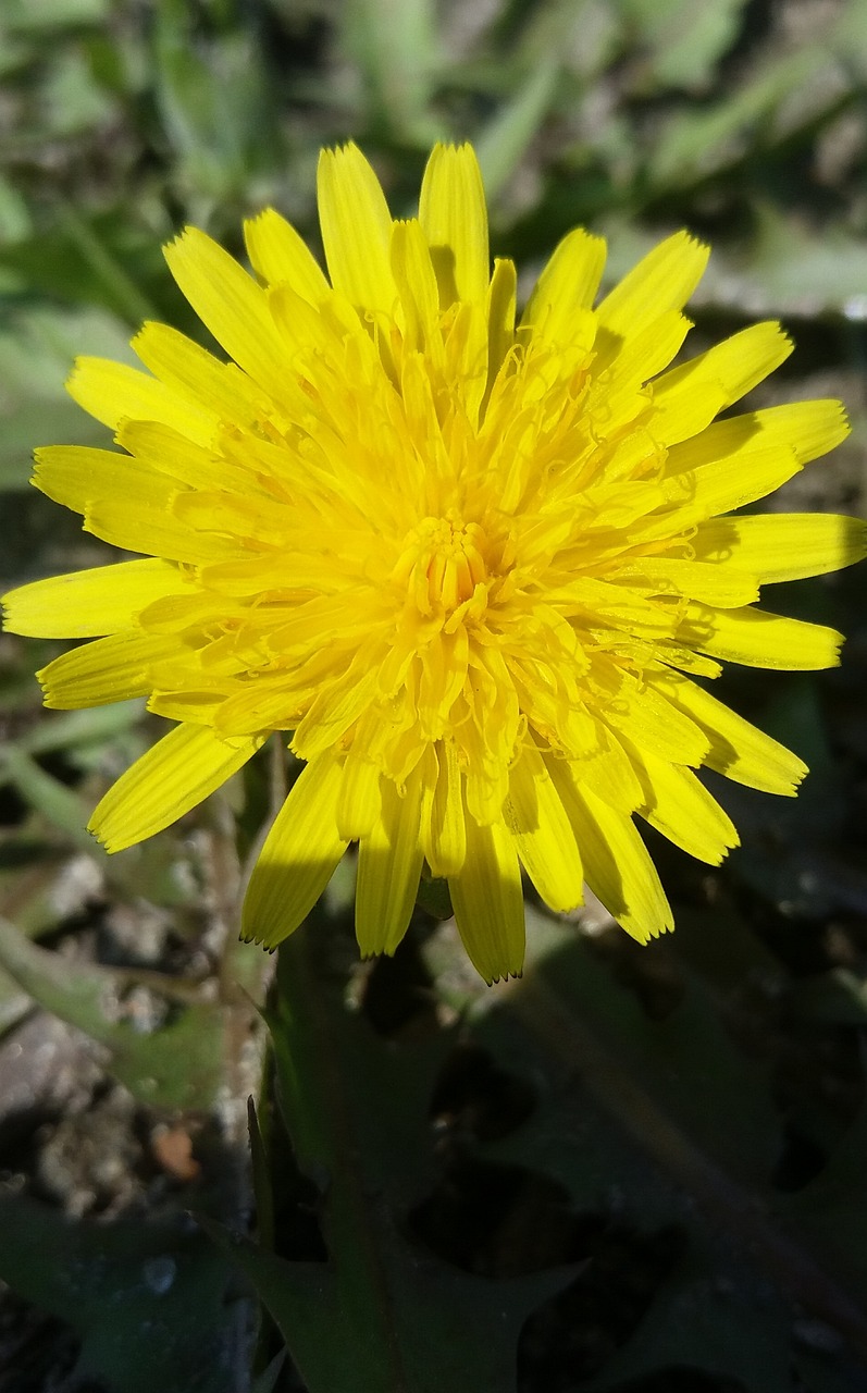 黔西花開城最新動(dòng)態(tài)，新篇章綻放之花