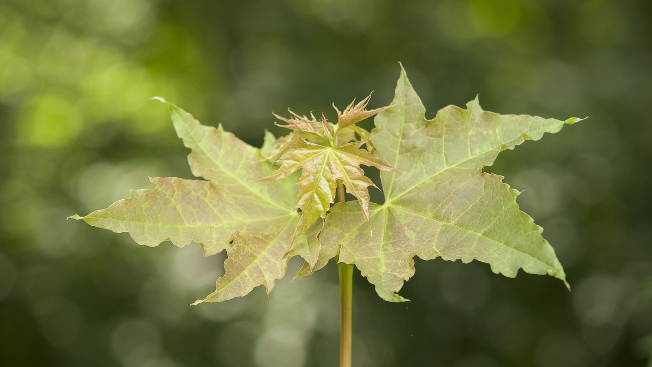 開磷遵義堿廠轉型升級與綠色發(fā)展新動態(tài)