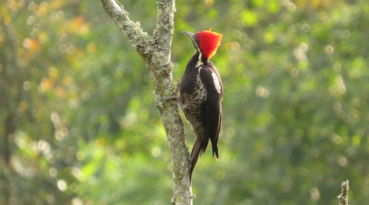 九科綠洲最新消息深度解析，最新動態(tài)與解讀