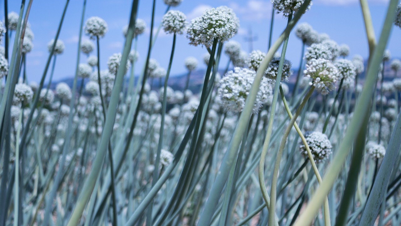 最新仿真花圖片與價(jià)格，美化生活的藝術(shù)品展示