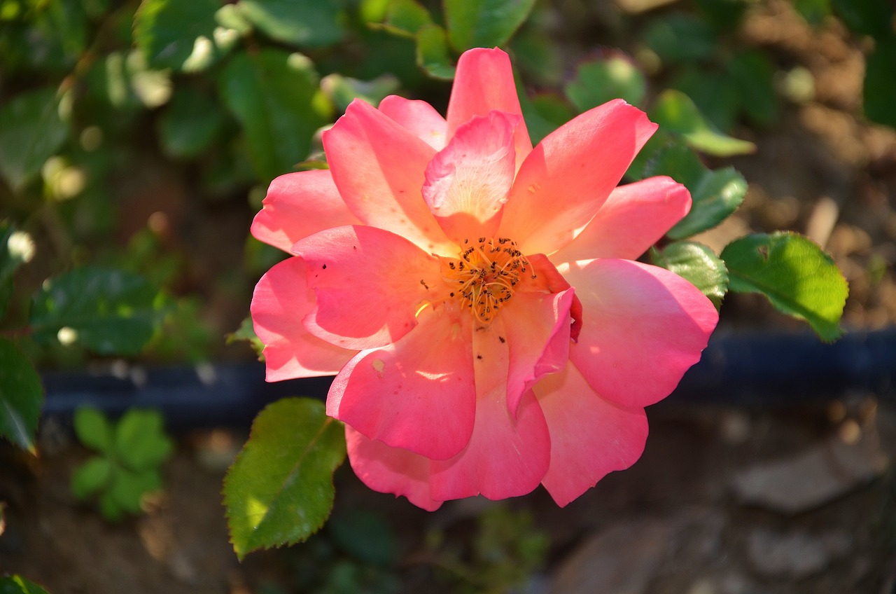 最新青?；▋褐绷畲笕珔R總