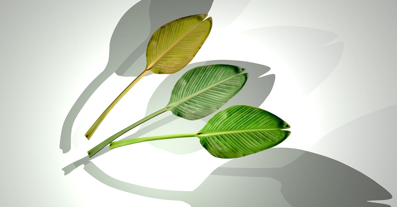 石家莊華普城最新動態(tài)，城市發(fā)展的脈搏與未來展望揭秘