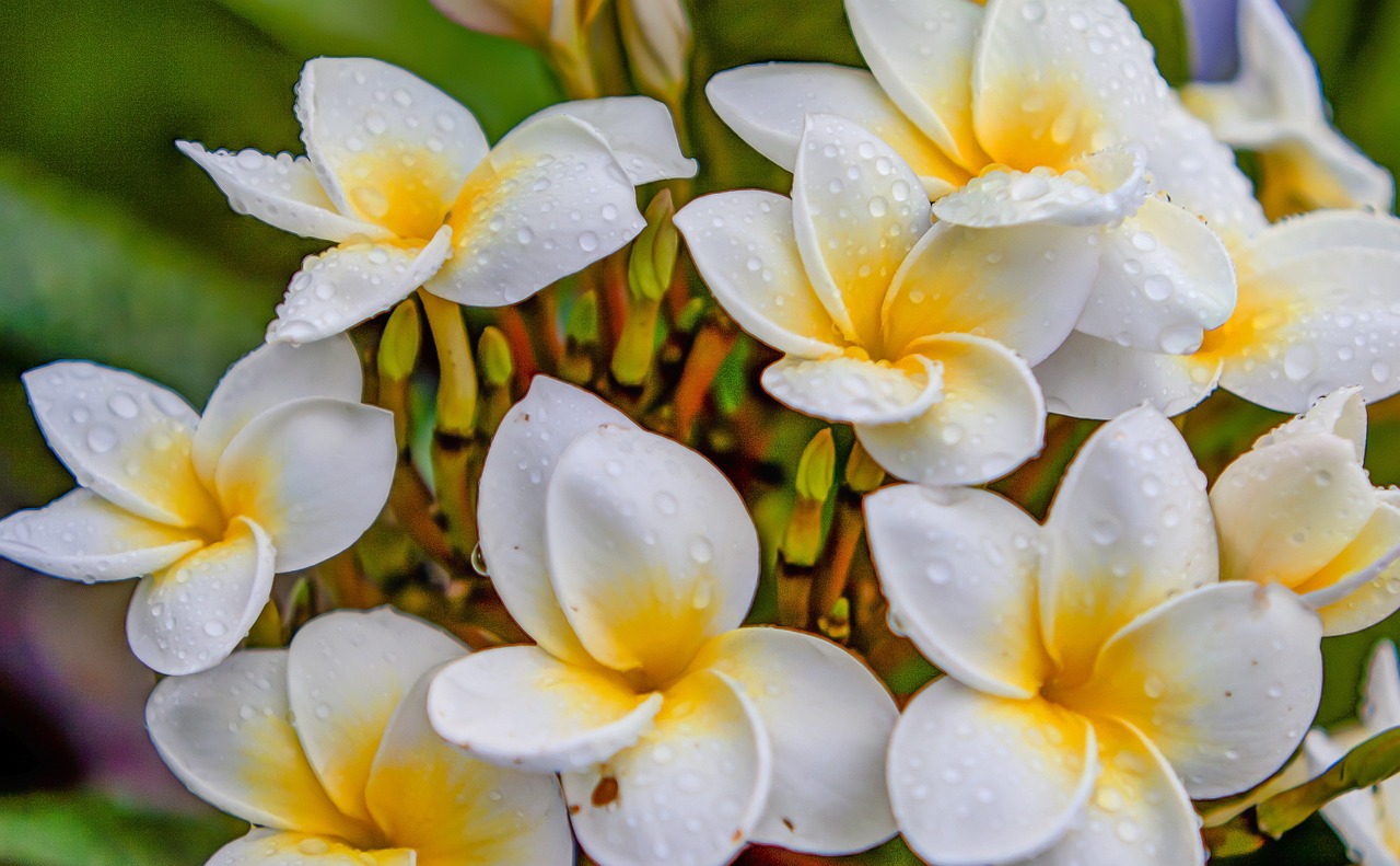 最新生肖桃花運分析，揭秘2016年生肖桃花運勢