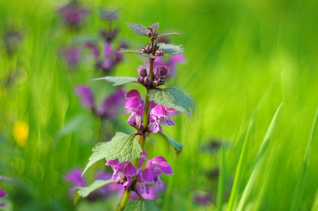 濱州環(huán)保督察最新動態(tài)，堅定推動綠色發(fā)展步伐
