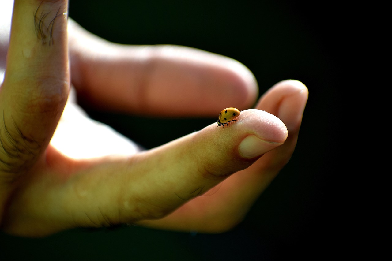王者榮耀貂蟬最新動態(tài)，英雄重塑與皮膚更新消息揭秘