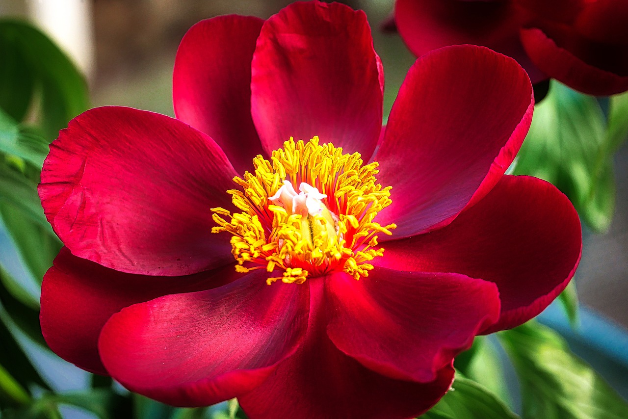 退休交醫(yī)保政策最新動態(tài)，調(diào)整、展望與未來趨勢