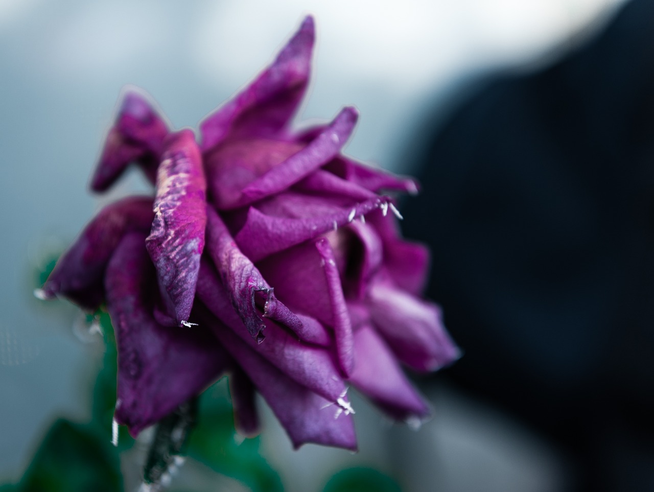 天津老年卡最新動態(tài)，關(guān)愛老年人，打造便捷生活