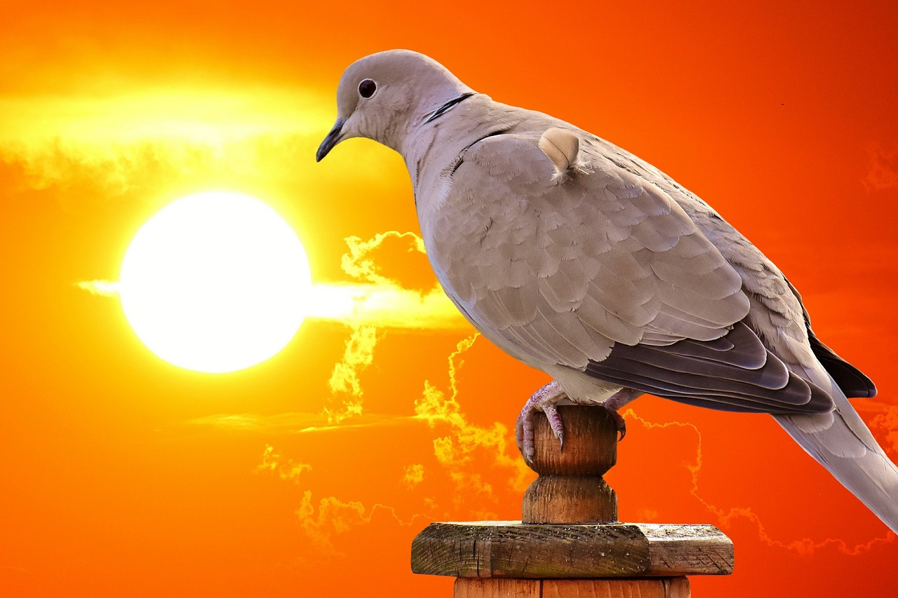 最新名家天落鴿圖片的藝術魅力與賞析，揭秘其獨特魅力及賞析精選圖片