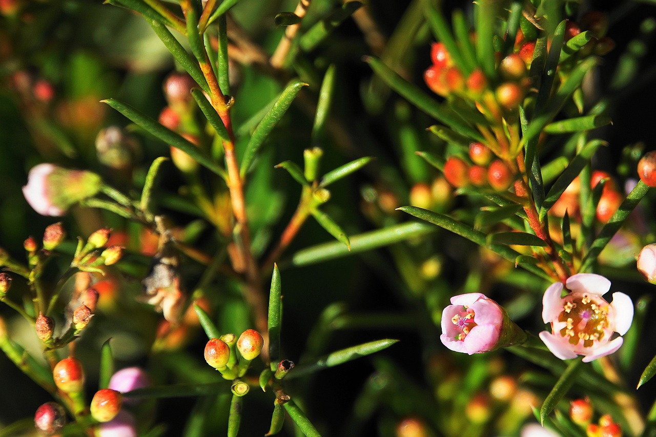 神奇小村長的最新章節(jié)更新動態(tài)