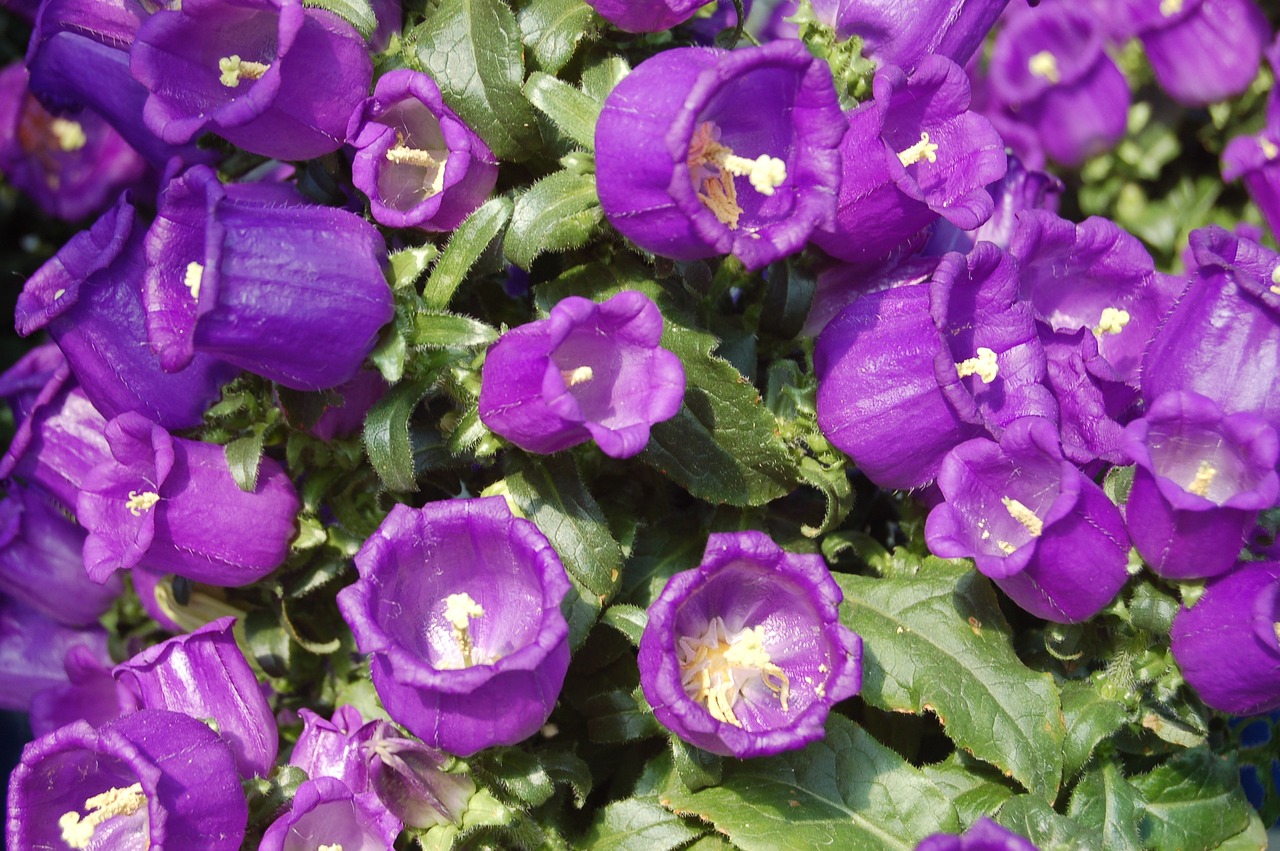 趙易山最新動(dòng)態(tài)揭秘，探尋其最新消息與神秘面紗背后的真相