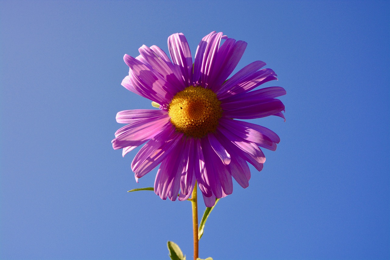 六安紫御府最新動(dòng)態(tài)，引領(lǐng)城市生活新潮流