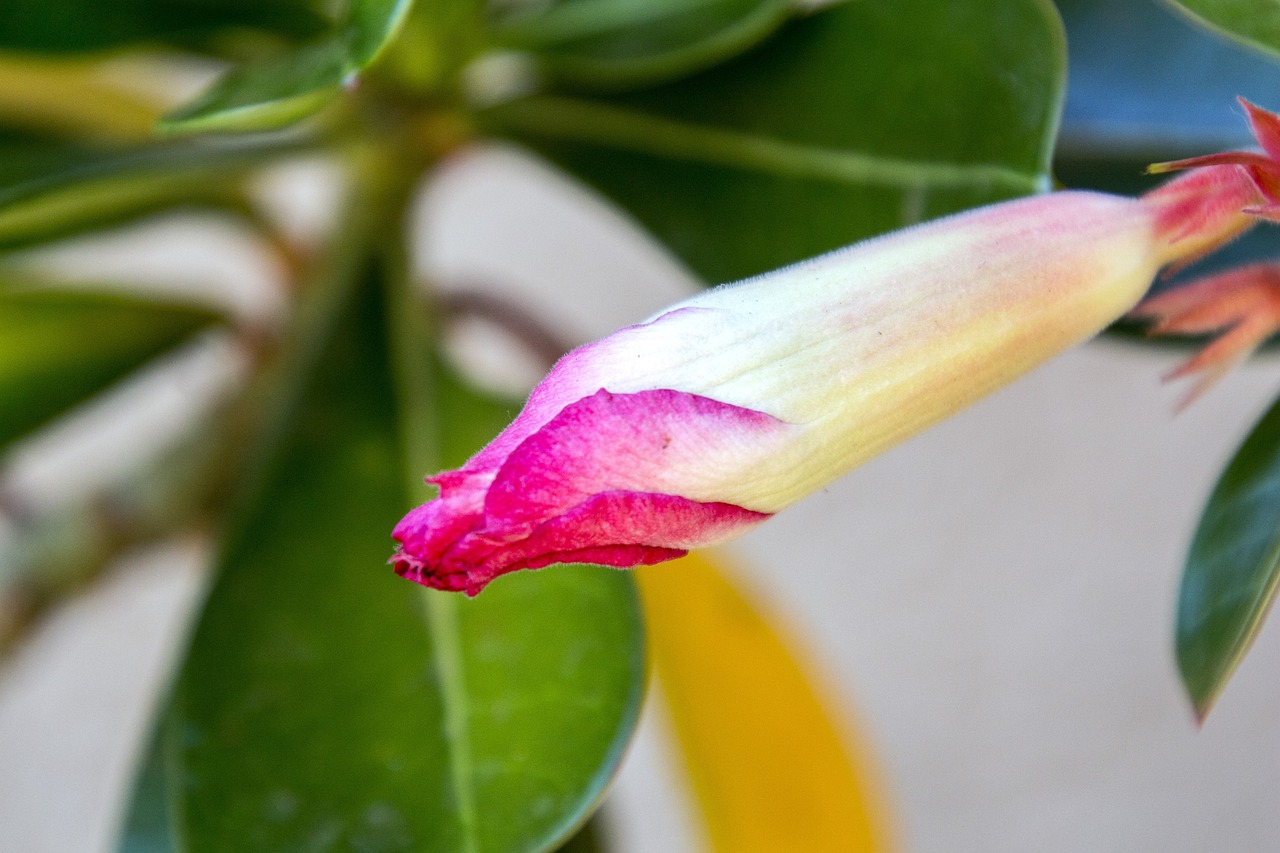 紅崖子花生米最新價格及市場動態(tài)分析，洞悉市場趨勢與價格動態(tài)