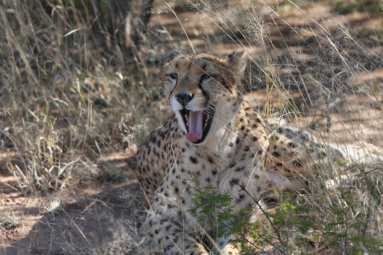 最新人與動(dòng)物電影網(wǎng)站，探索人與自然的和諧共生之道