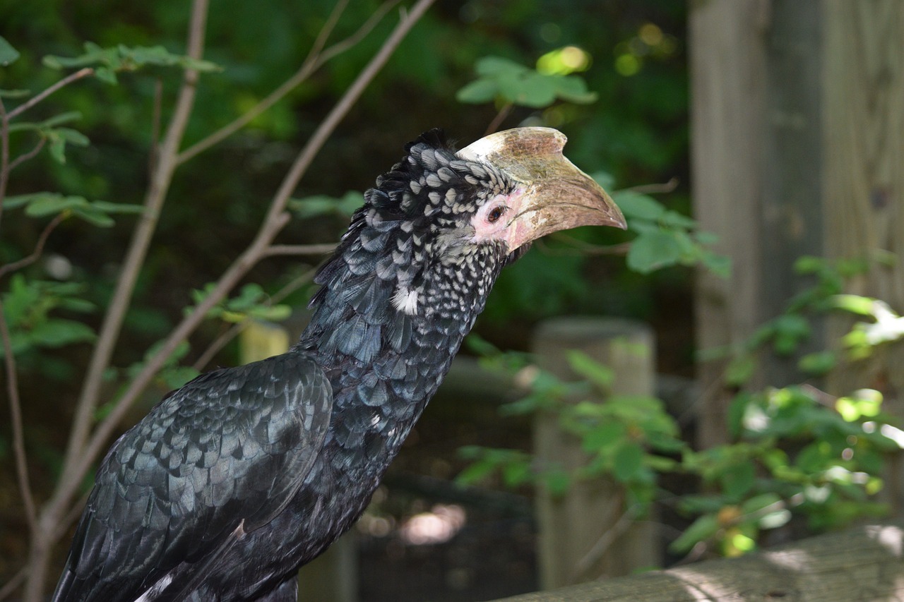 探尋保定城市中的自然之聲，最新百靈鳥信息一覽