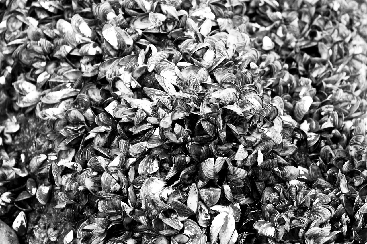 藍山海岸二期最新動態(tài)，引領居住新潮流，探索未來生活品質新境界