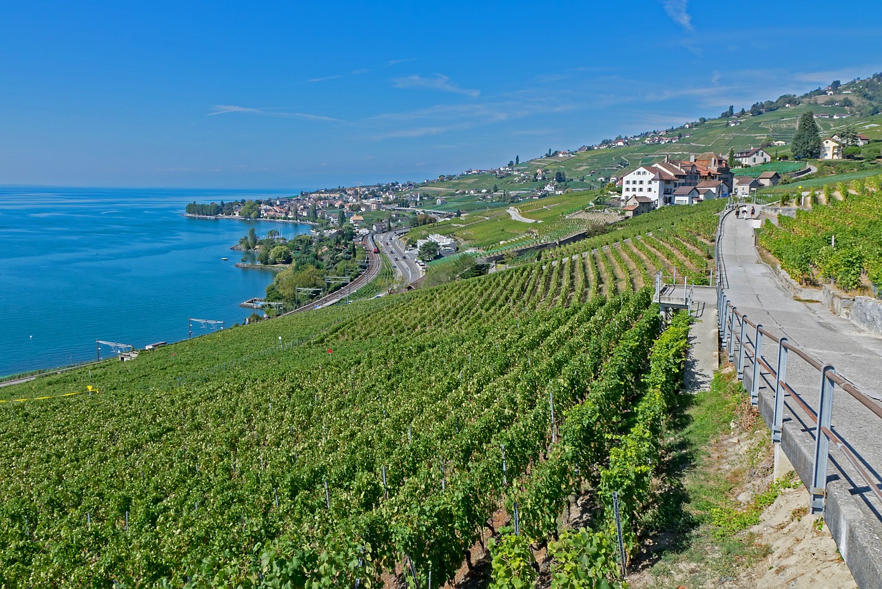 灤南澤平莊園，獨特魅力與發(fā)展前景的最新消息