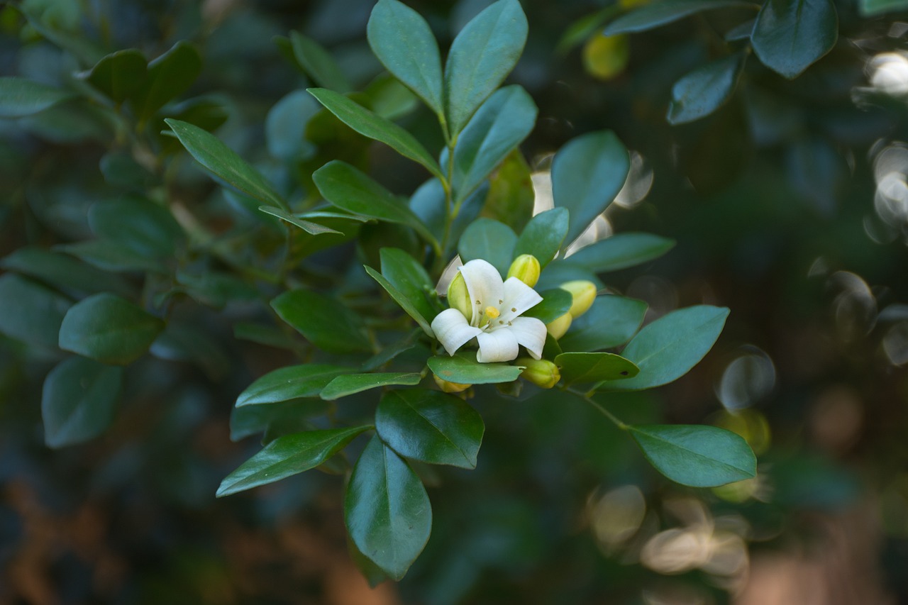 滄州嘉禾一方最新房價動態(tài)、分析與預測