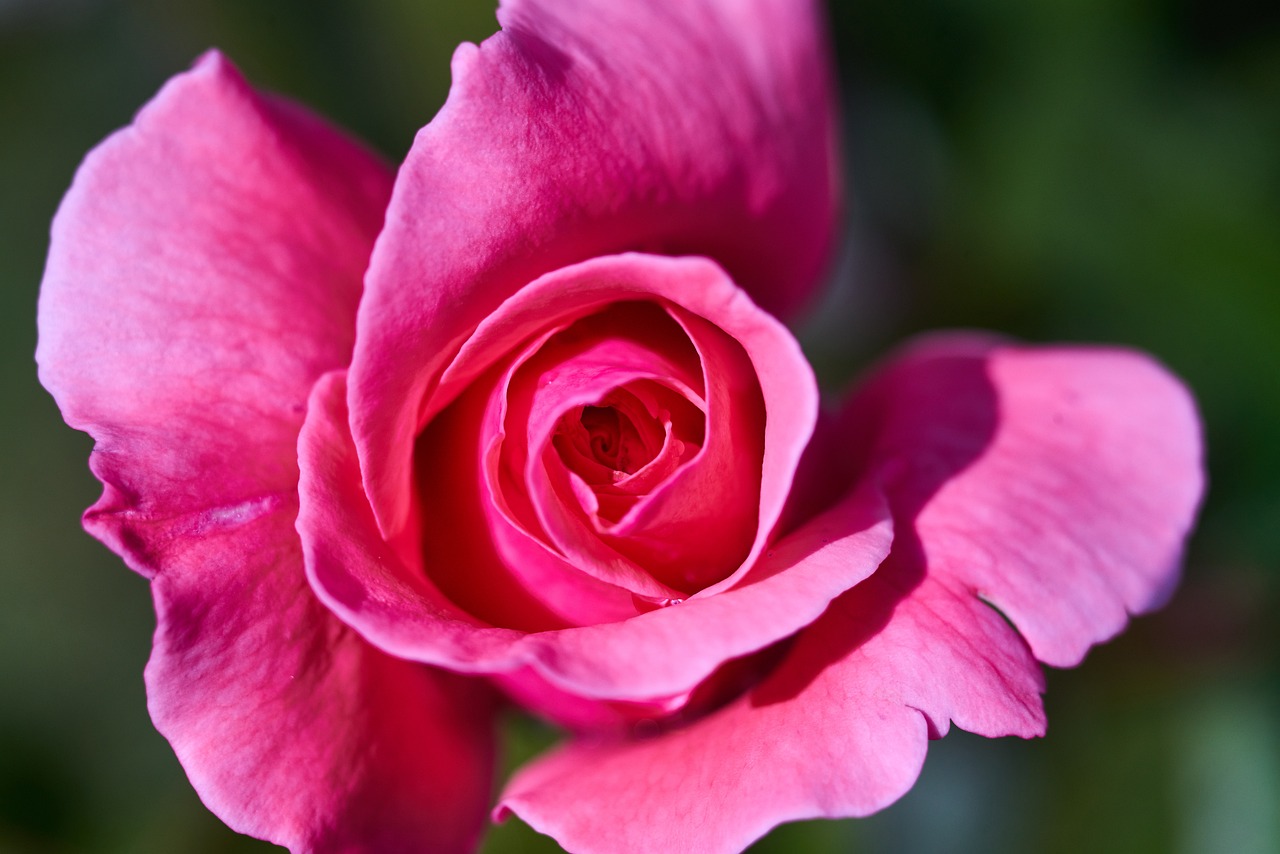 最新早上好圖片，開啟美好一天的溫馨問候