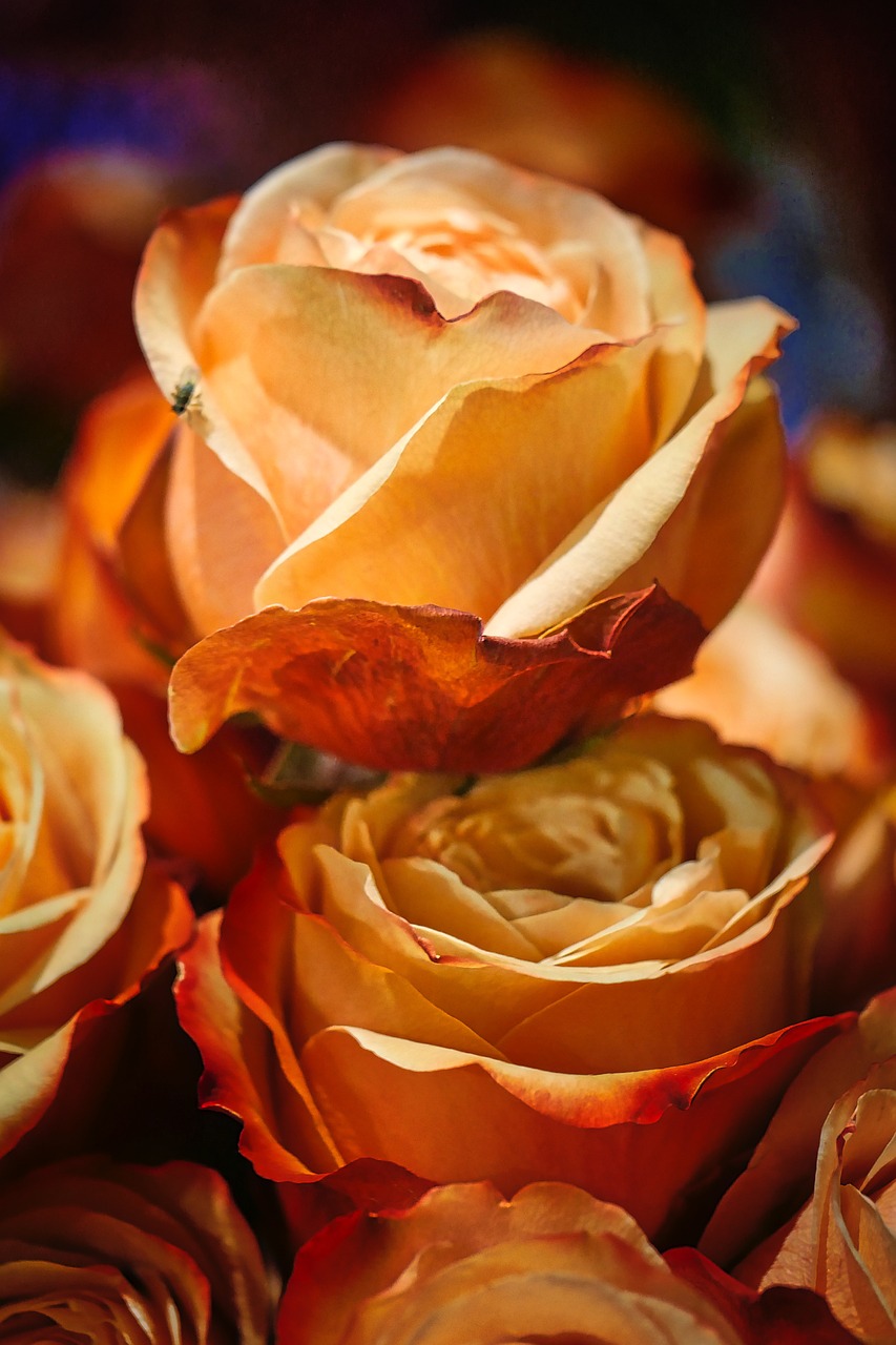 香堤藝墅最新動(dòng)態(tài)，揭開(kāi)未來(lái)藝術(shù)生活序幕