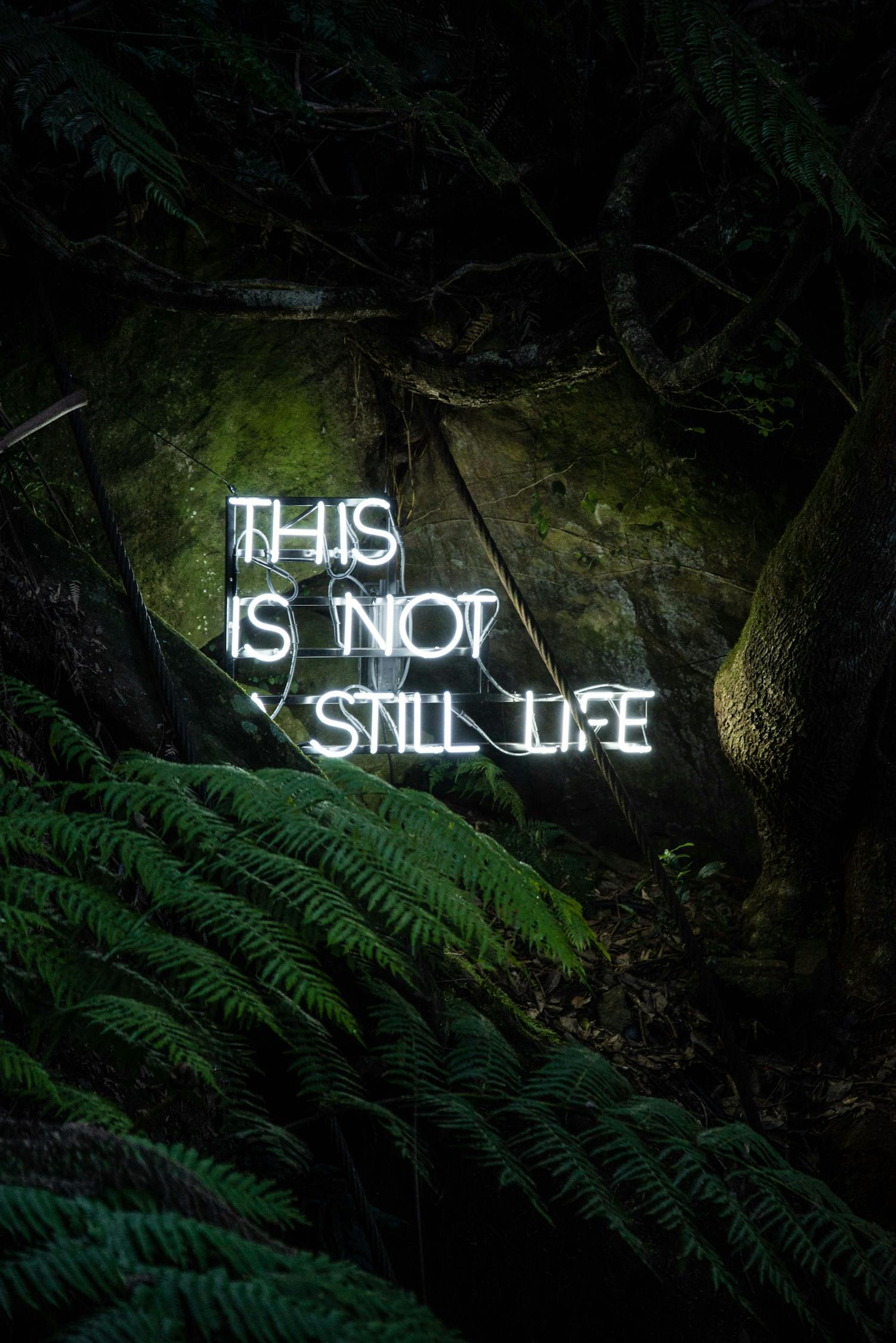 雪鷹領(lǐng)主最新章節(jié)更新，熱血冒險(xiǎn)與成長(zhǎng)之旅