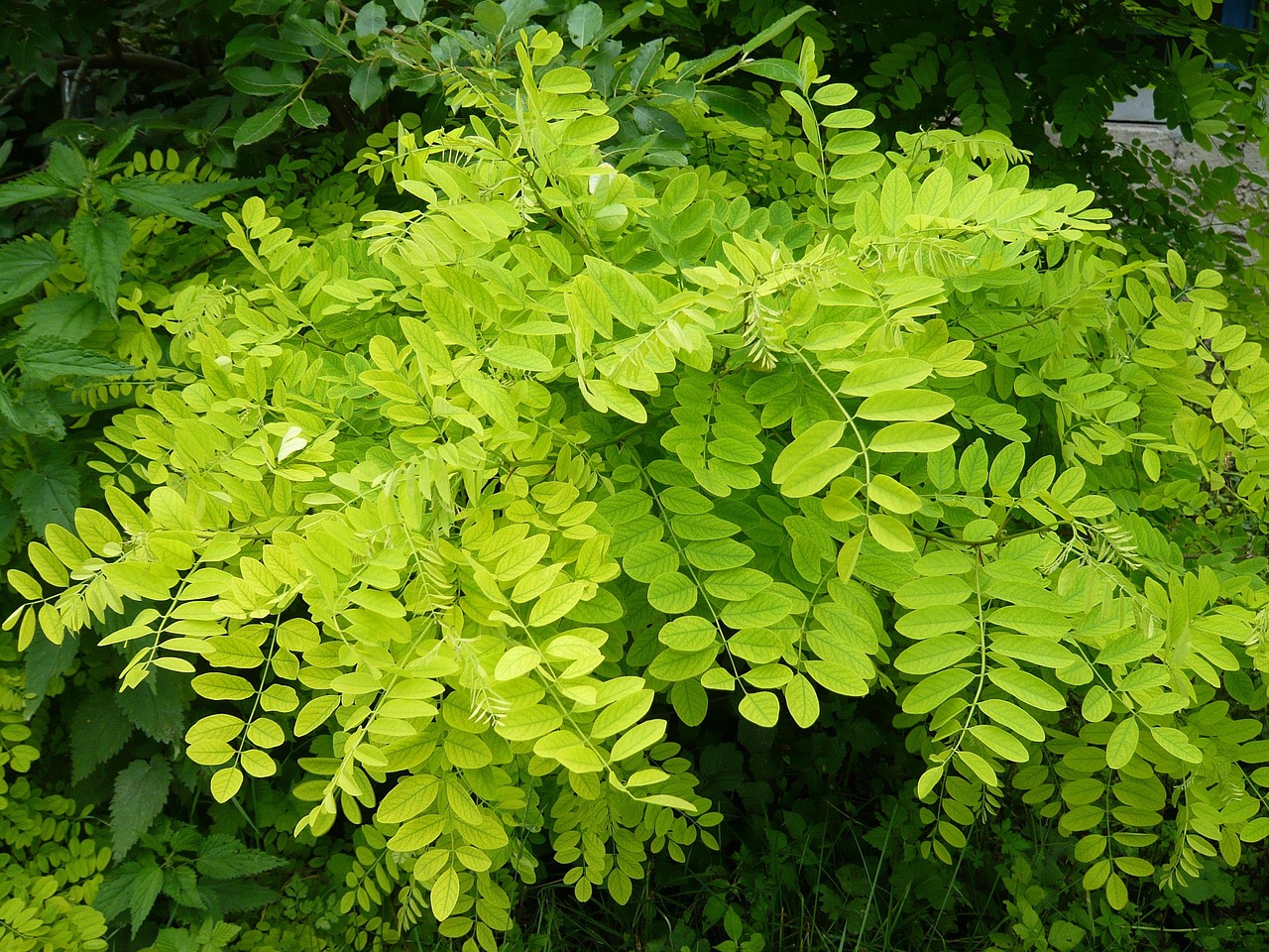 幸福林帶三期最新進(jìn)展，綠色生活展望，未來動(dòng)態(tài)揭秘