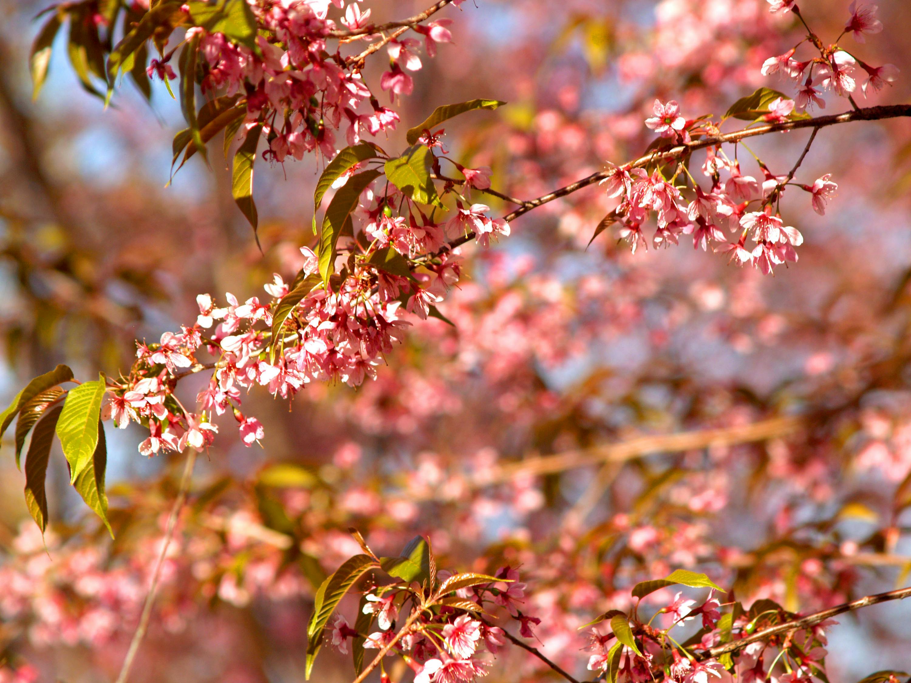 花伴落官途最新章節(jié)，權(quán)力之路的芬芳與挑戰(zhàn)