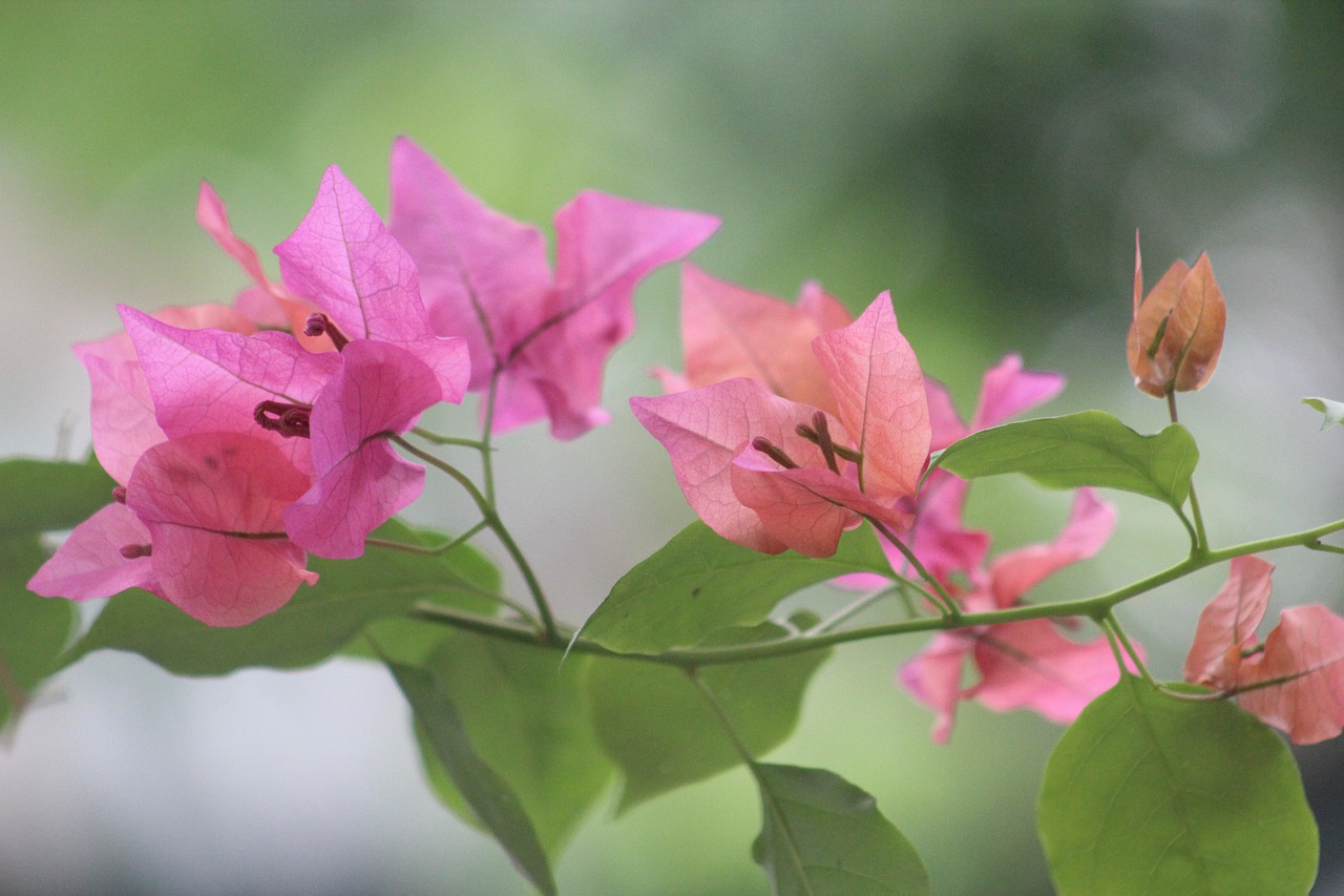 咸陽一品蘭軒最新動態(tài)揭秘，卓越品質(zhì)展現(xiàn)，未來發(fā)展探索之路