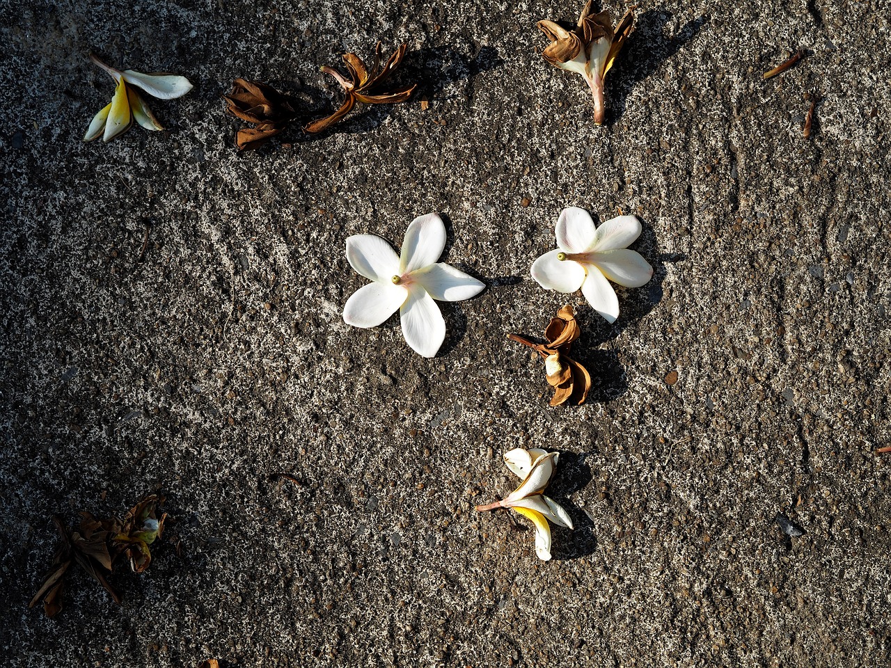 紅安余學(xué)武最新消息更新，余學(xué)武的最新動態(tài)揭秘