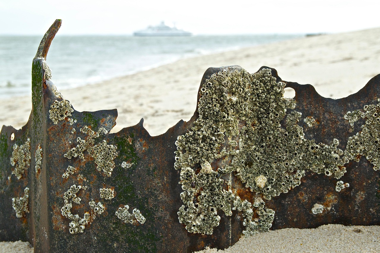 日本失聯老師最新動態(tài)，搜救行動進展與持續(xù)關注聚焦