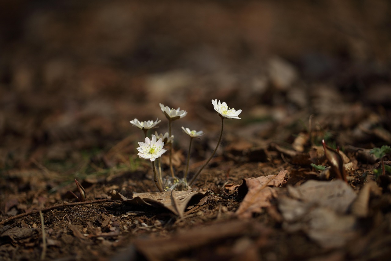 揭開(kāi)神秘面紗，山海天臥龍山最新動(dòng)態(tài)與消息揭秘新篇章