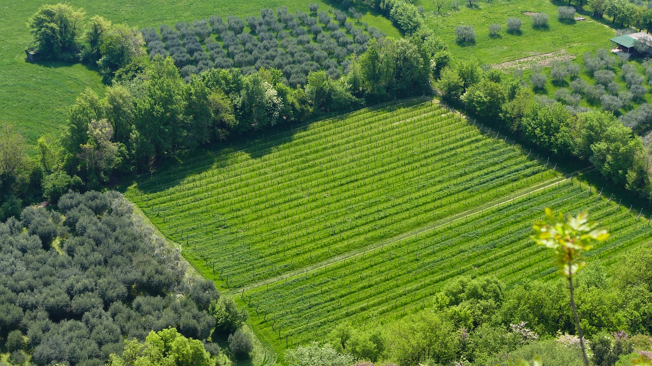 東營(yíng)農(nóng)高區(qū)引領(lǐng)農(nóng)業(yè)科技創(chuàng)新，助力鄉(xiāng)村振興最新消息揭秘