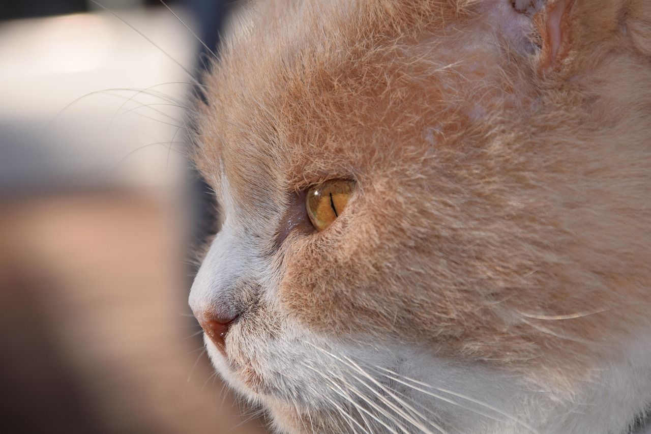 紅島經(jīng)濟區(qū)最新動態(tài)解析，發(fā)展概況與深度解讀