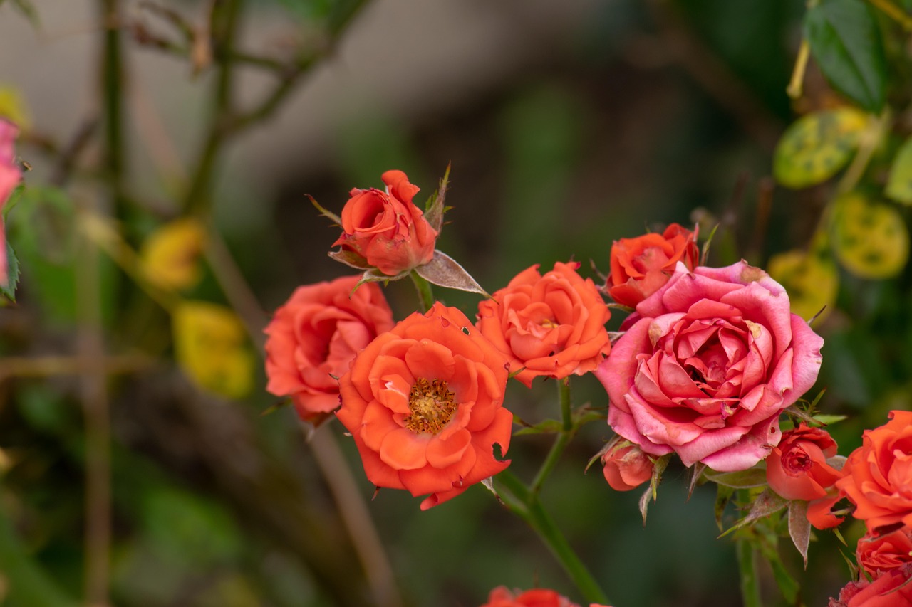 翠金湖美墅島最新動(dòng)態(tài)揭秘，生態(tài)宜居，未來展望可期
