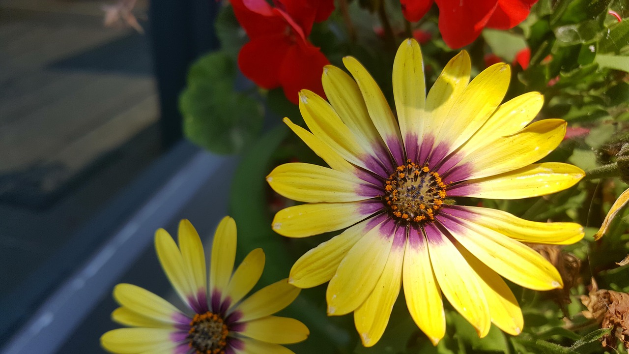 河南三胎政策最新動(dòng)態(tài)，全面解讀與深度探討