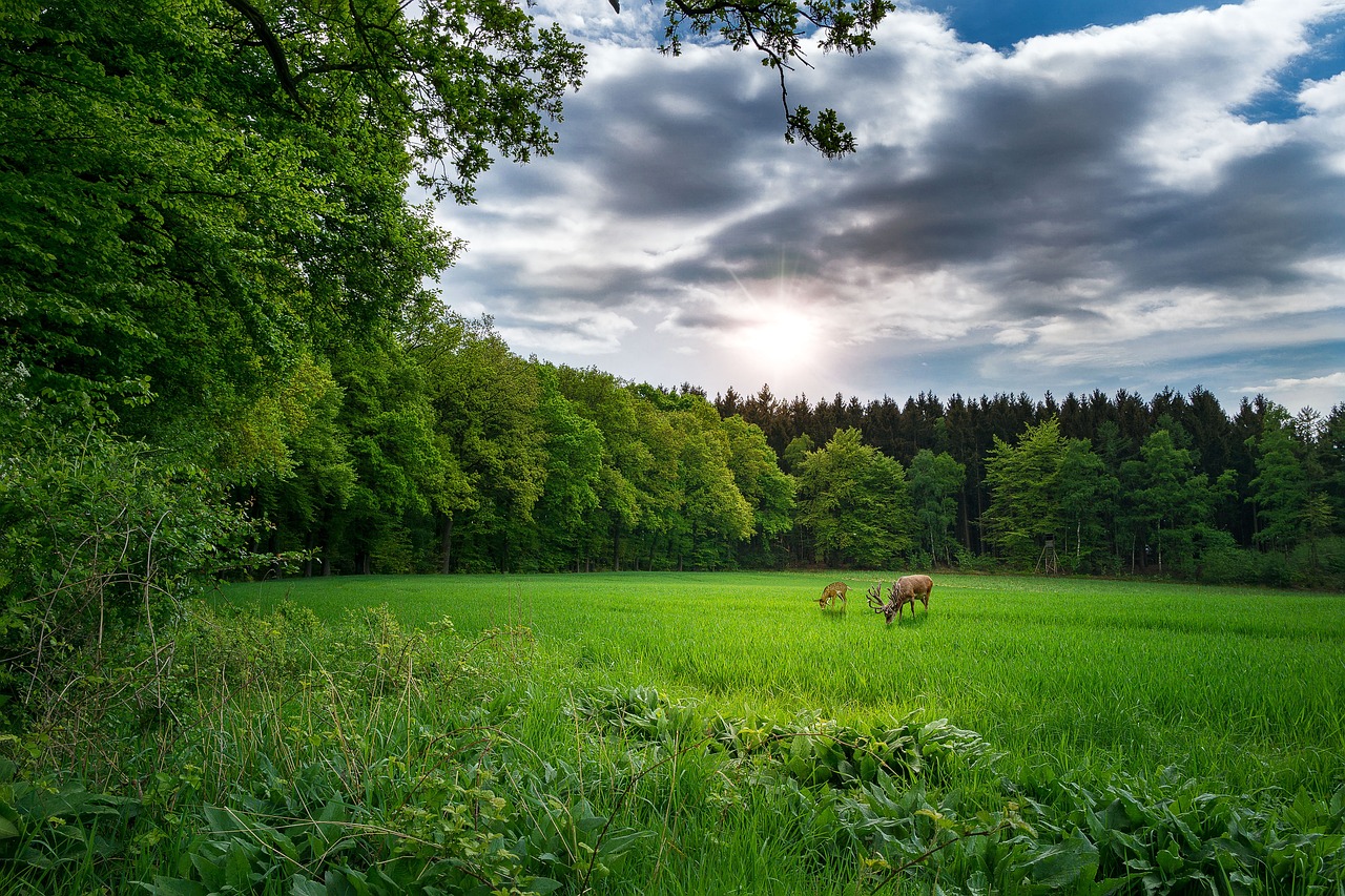 Nginx最新版本的探索與解析，版本更新動(dòng)態(tài)及功能解析