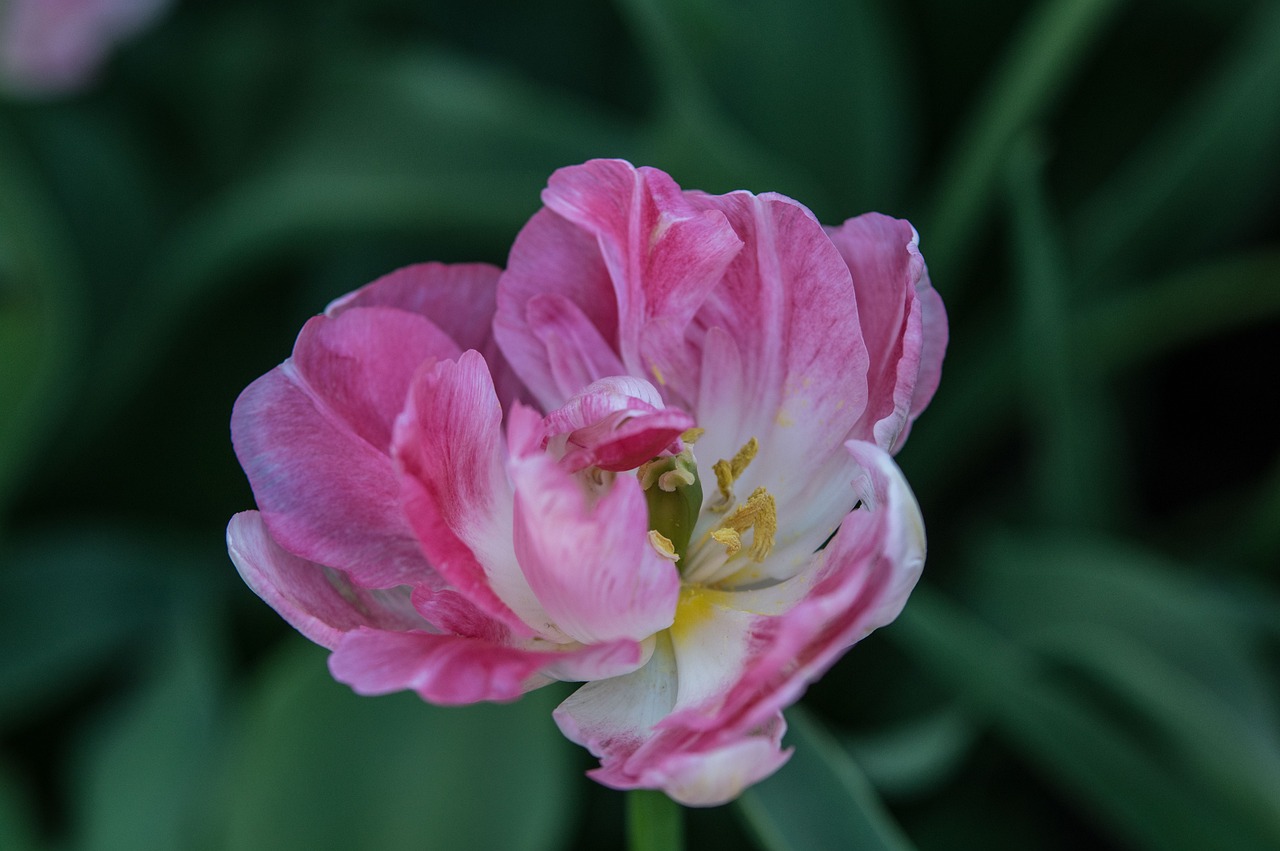 南京融創(chuàng)臻園最新動(dòng)態(tài)解析，深度了解最新消息