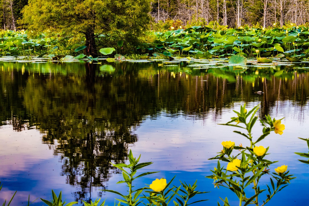 濟(jì)南市北湖最新進(jìn)展，城市綠色發(fā)展實(shí)踐的生動(dòng)展示