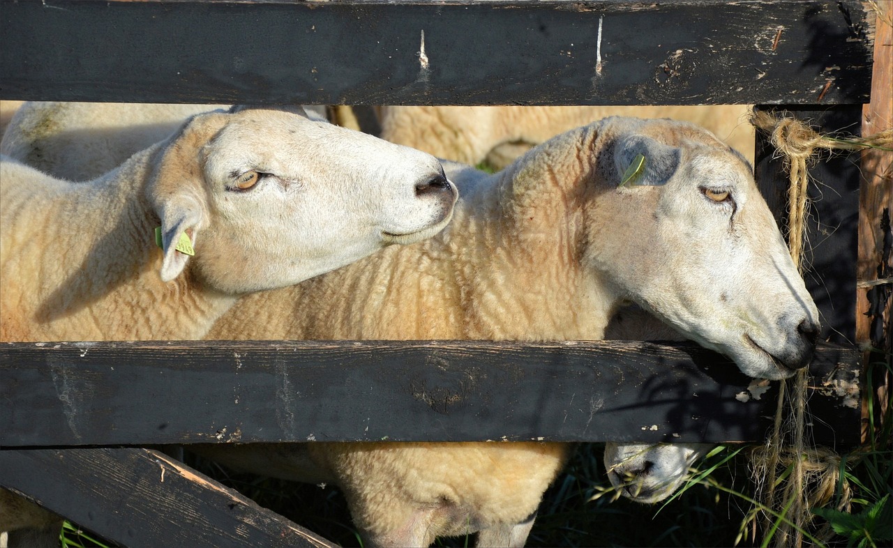 雨不眠的下 第8頁