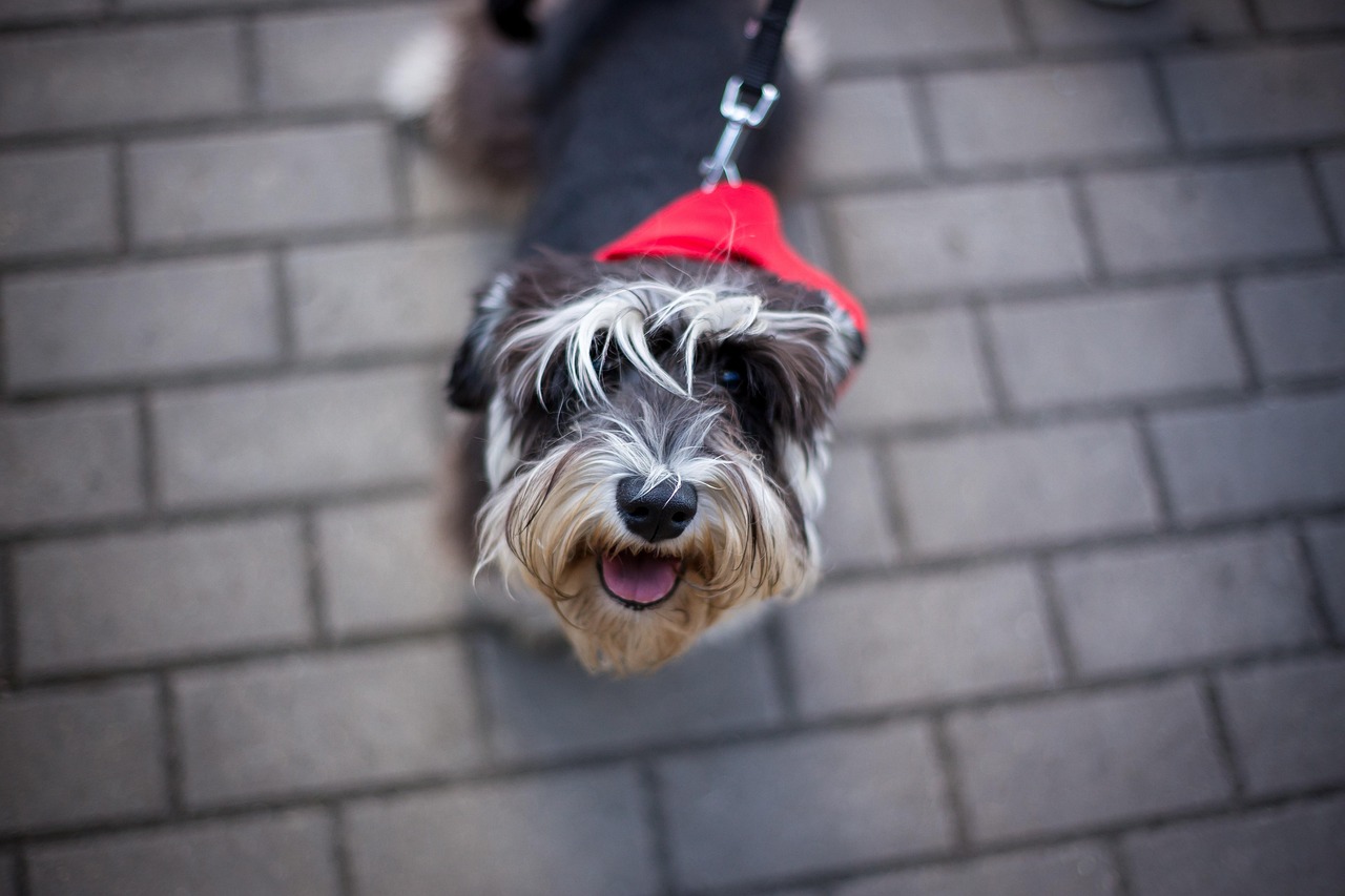 王玲玲與小一鳴的最新動態(tài)，星光璀璨，未來可期