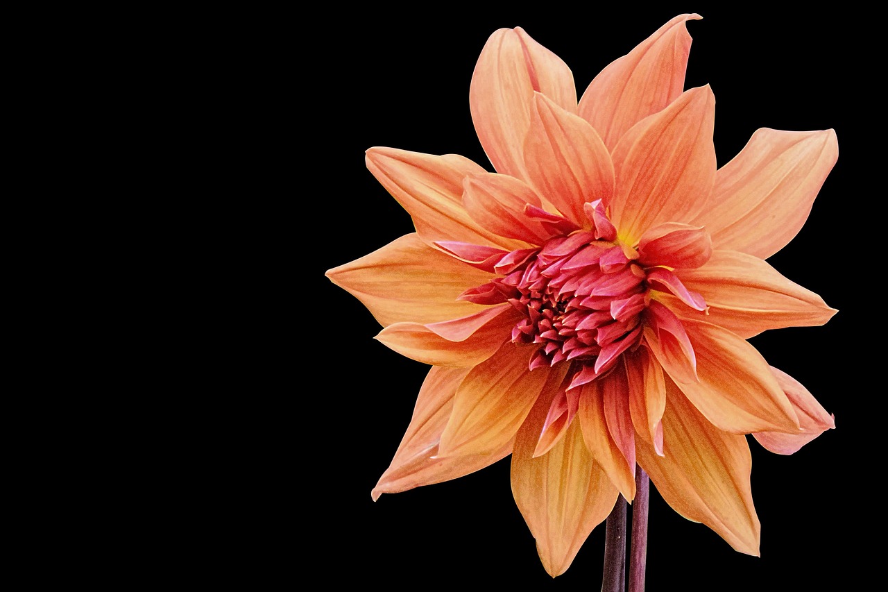 社會撫養(yǎng)費(fèi)廢止最新動態(tài)，重塑人口政策，未來展望揭曉