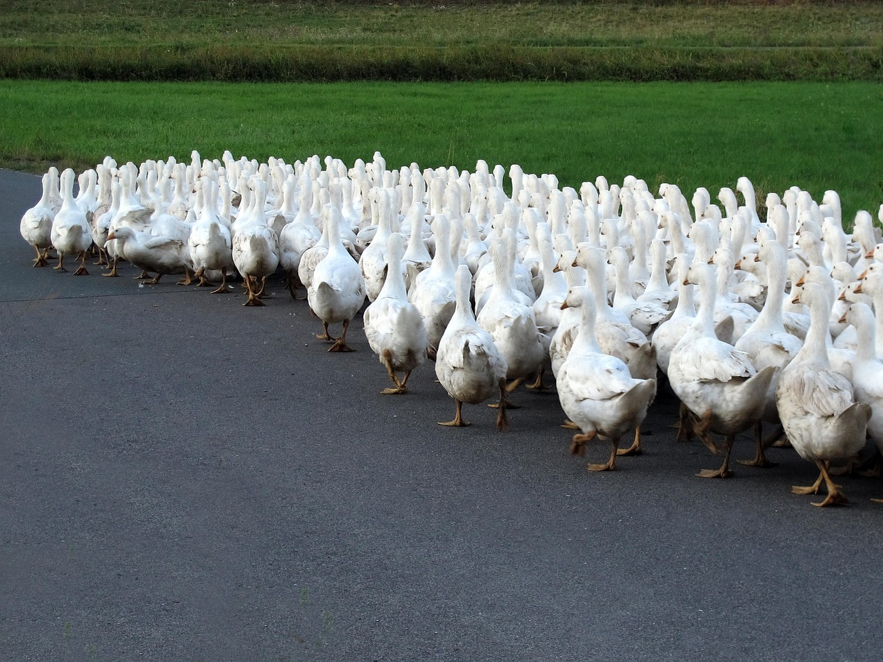 后牛坊村搬遷最新動(dòng)態(tài)，變化中的鄉(xiāng)村未來