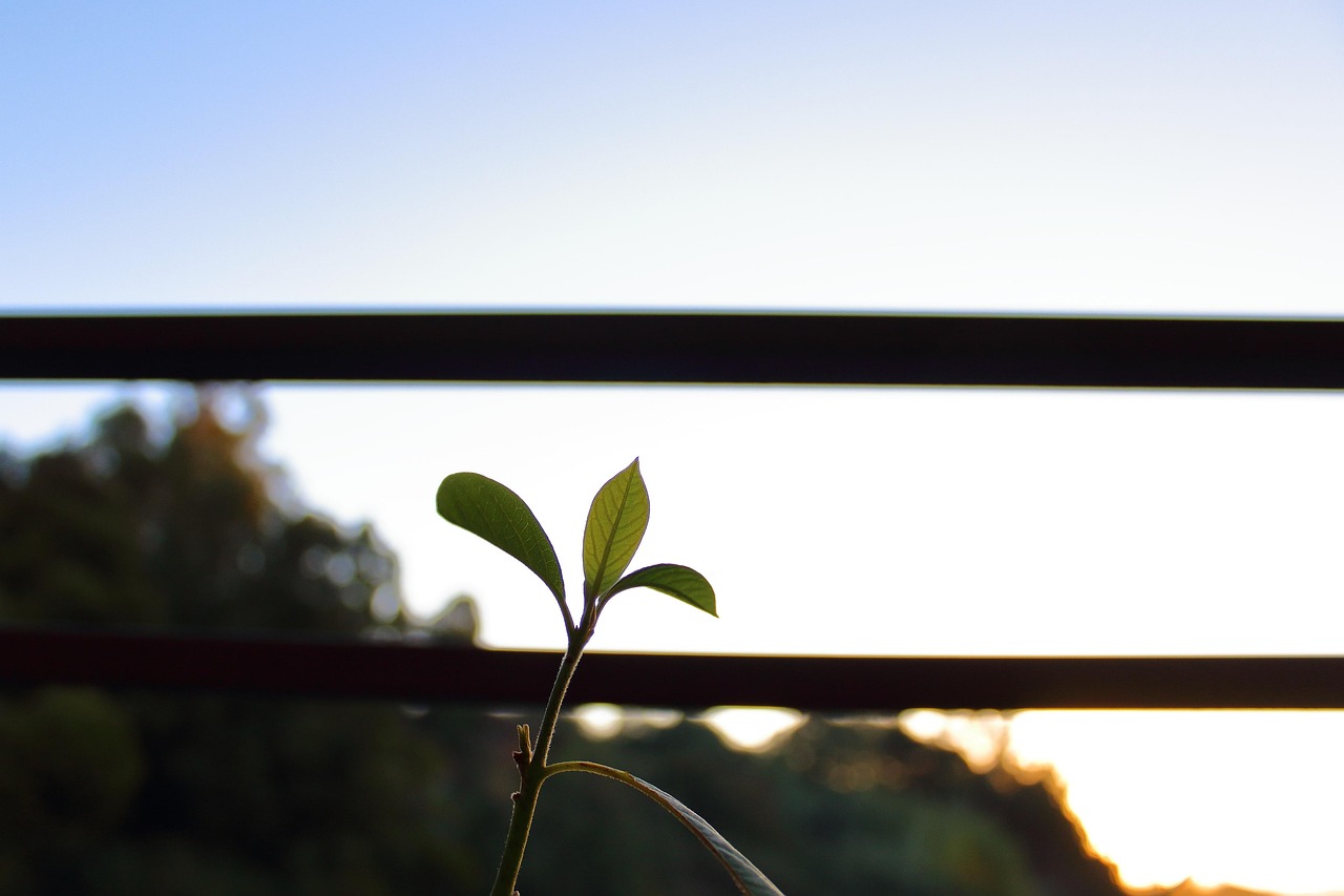 朗詩紅樹林最新動態(tài)，引領(lǐng)綠色生活新篇章，開啟全新篇章