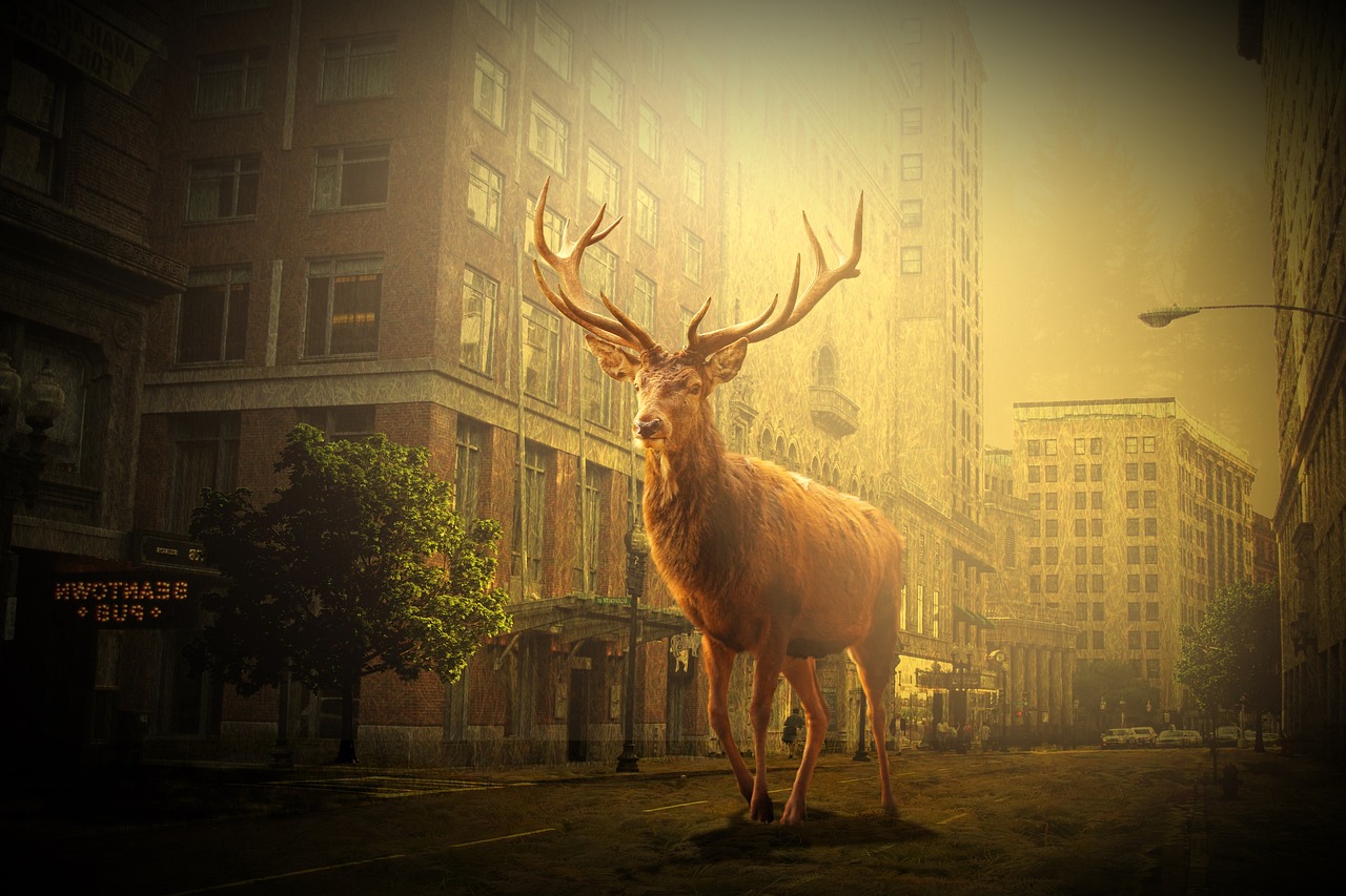 鹽城市網(wǎng)約車(chē)最新動(dòng)態(tài)，行業(yè)變革與發(fā)展趨勢(shì)