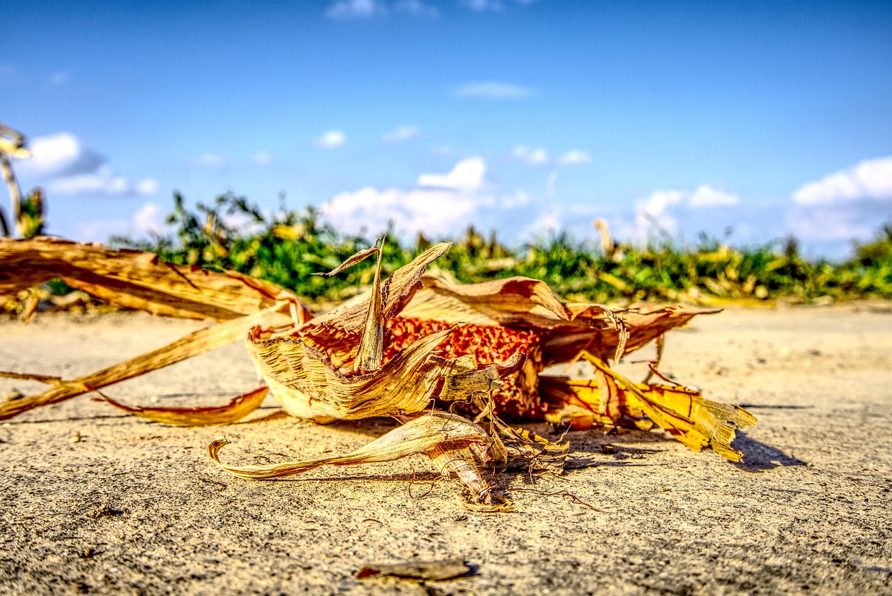 涿州京南一品最新動(dòng)態(tài)，持續(xù)更新與深度解讀