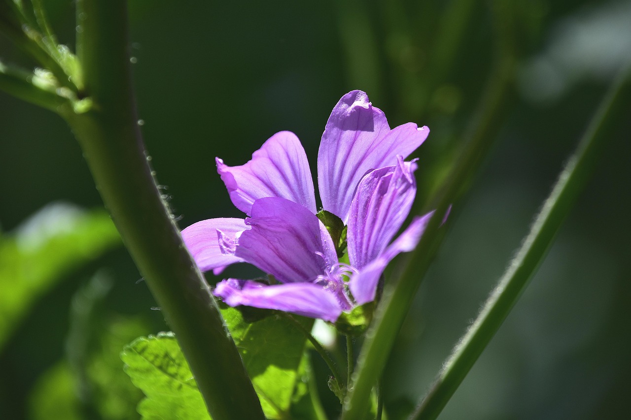 特朗普禁穆令最新動(dòng)態(tài)，爭議與真相深度解讀
