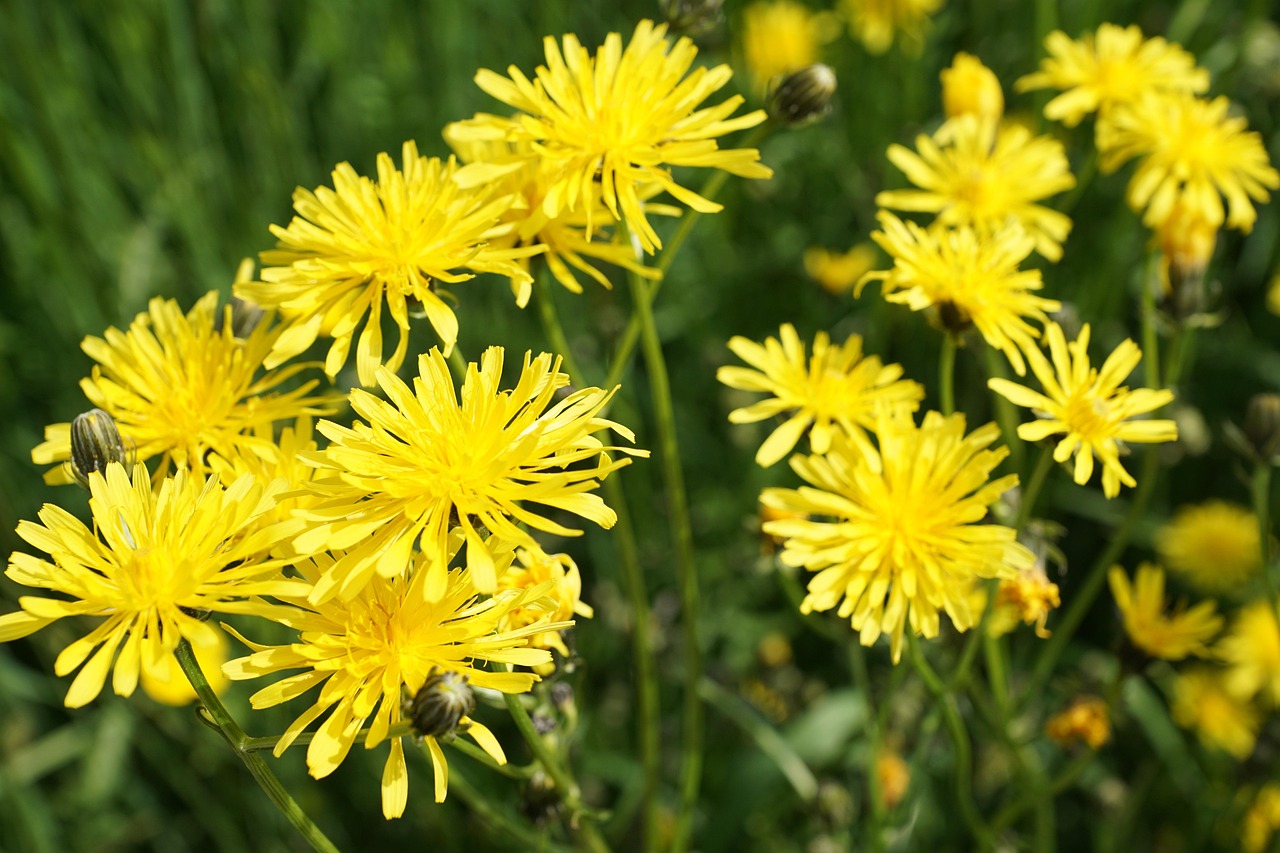 南駐阜蚌高鐵最新進展報告，揭秘最新動態(tài)與進展里程碑